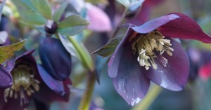 hellebore