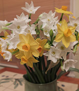Narcissi