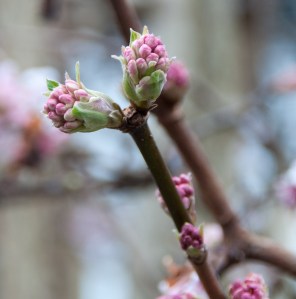 Viburnum buds 2