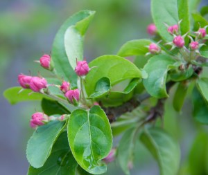 Crabapple blossom