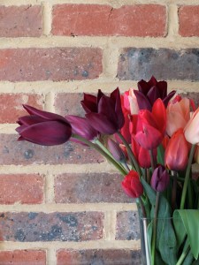 Tulips from the allotment