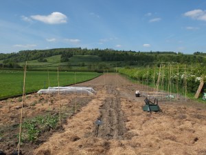 My flower field 3 May 2014