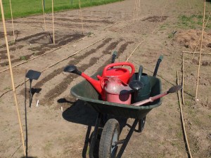 Before my tap was installed I filled up watering cans from the sheep trough at the far end of the field! May 2014