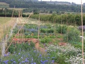 And along came the flowers. July 2014