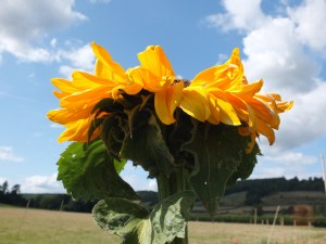 Sunflower August 2014