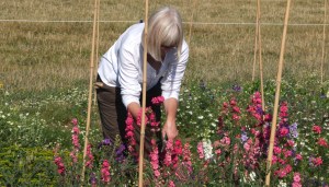 Harvesting larkspur