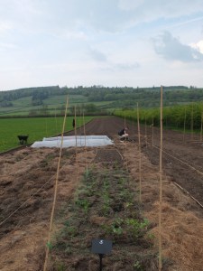 Help from my #britishflowers apprentice, Easter 2014