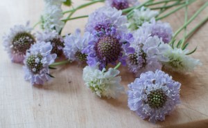 Beautiful pastels perfect for a posy