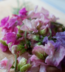 Freshly picked sweet peas